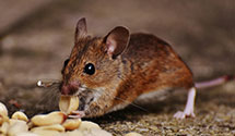 24 Hour & Emergency Exterminators in New Hanover County Airport, NC